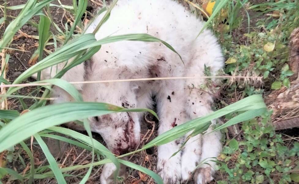 Cucciolo di maremmano ucciso a bastonate Cucciolo di maremmano ucciso a bastonate