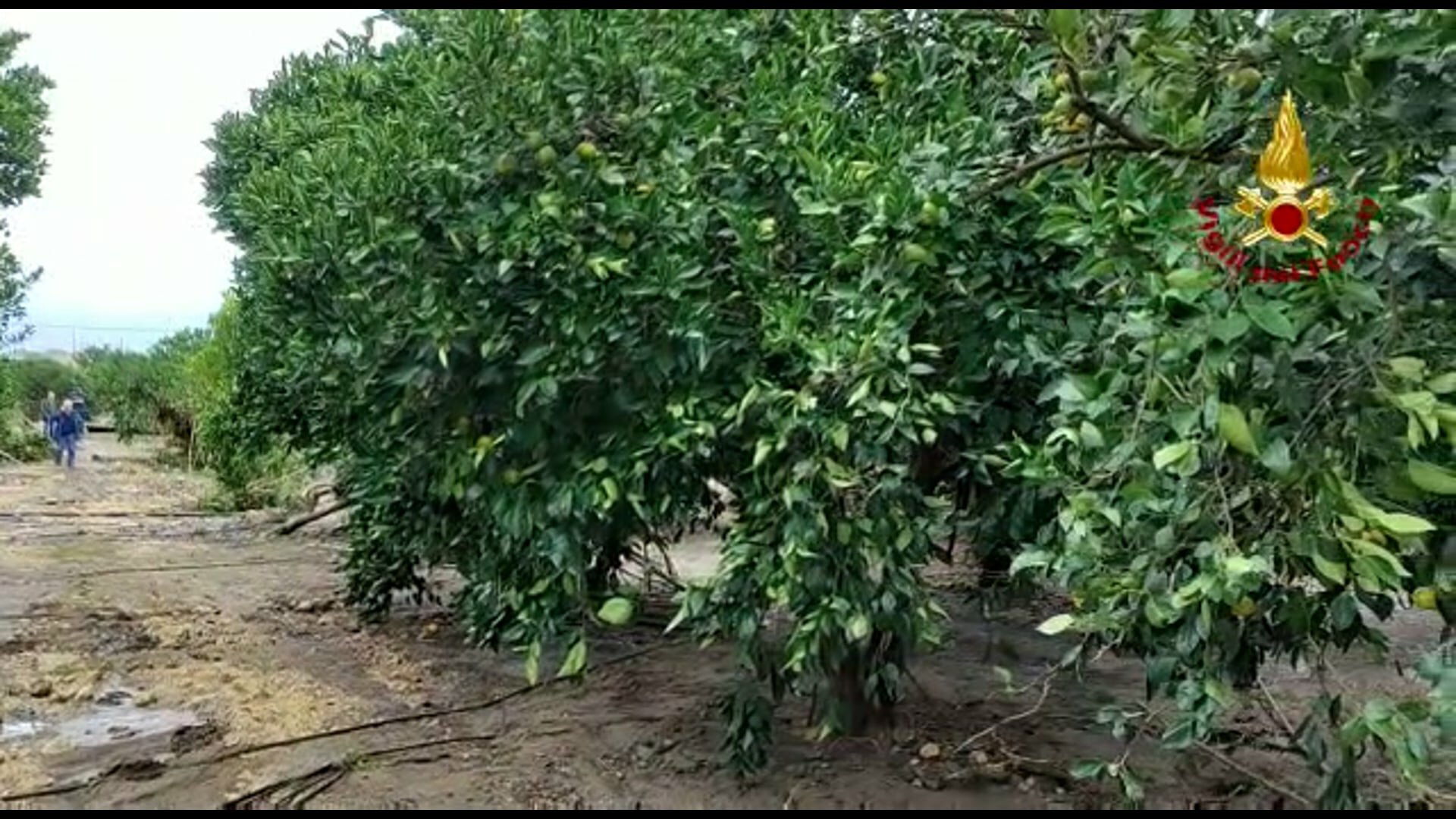 Il cadavere era nell'agrumeto