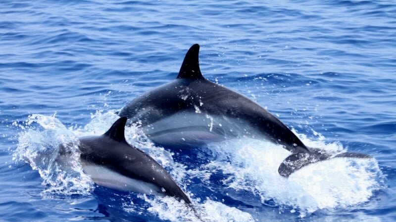 Spettacolo di delfini nel mare di Catania