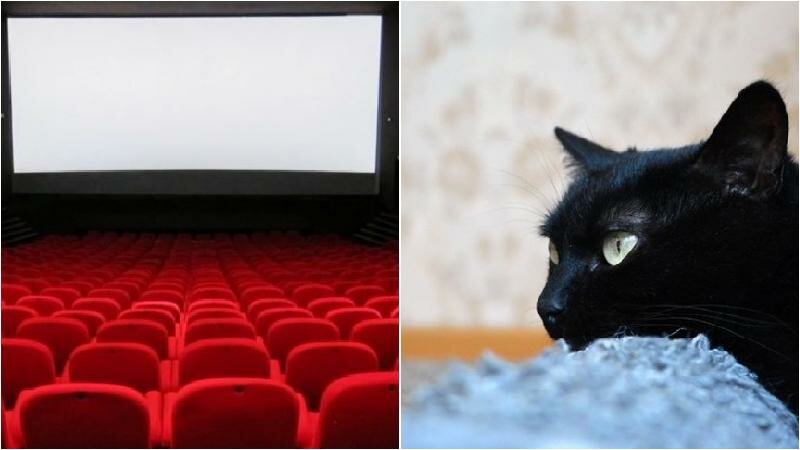 A Palermo il gatto cinefilo