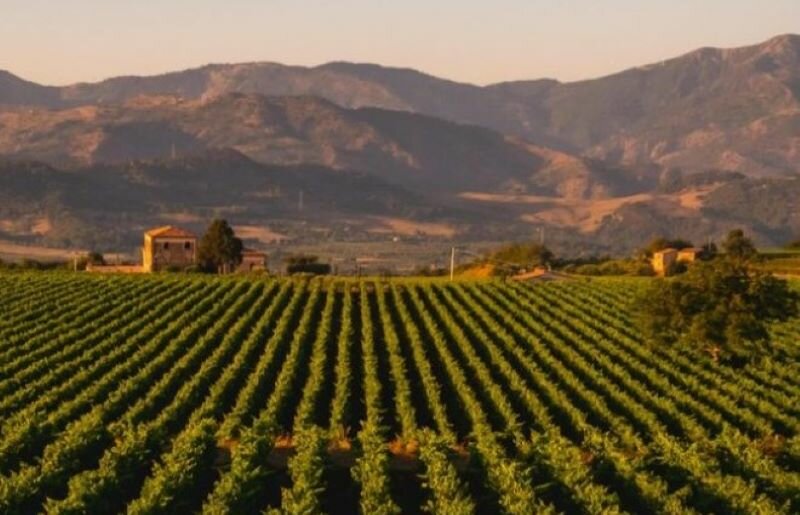 Vinitaly, la Sicilia al top con la cantina Tornatore