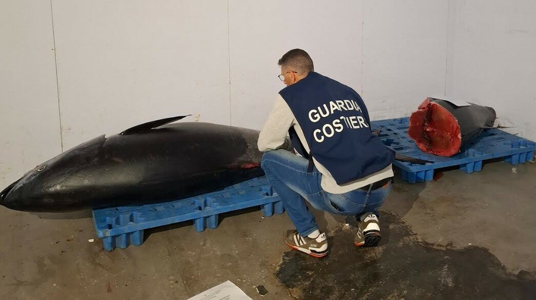 A Catania 2.000 chili di tonno fuorilegge