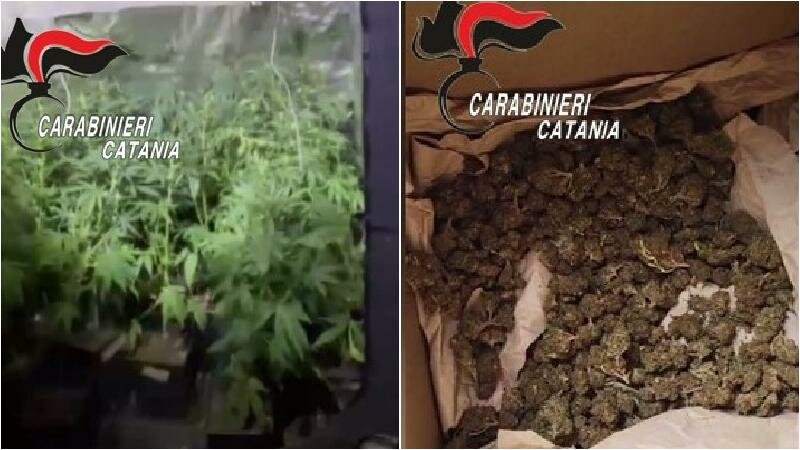 'Pulp fiction' e 'Fulgas': erba per tutti i gusti 'Pulp fiction' e 'Fulgas': erba per tutti i gusti