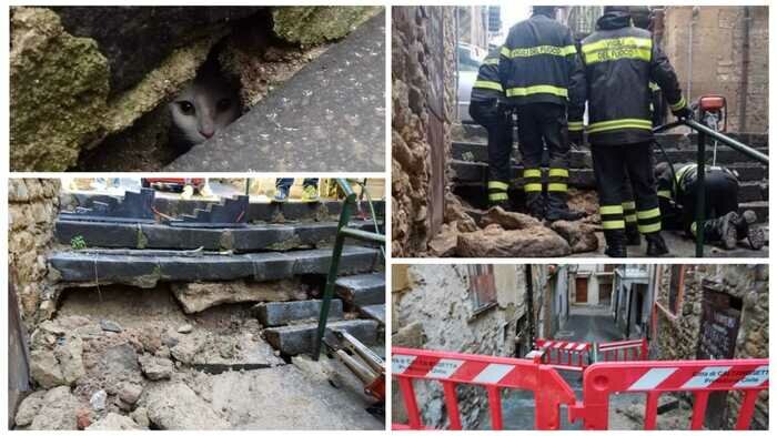 L'odissea del micio: scale smantellate per salvarlo