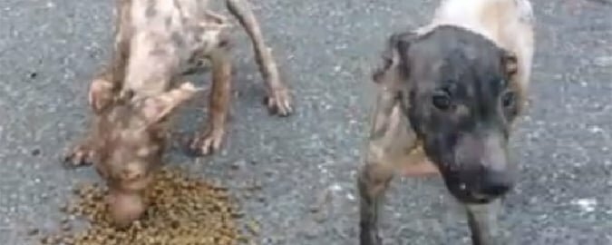 Muore dopo essere stato sbranato dai cani