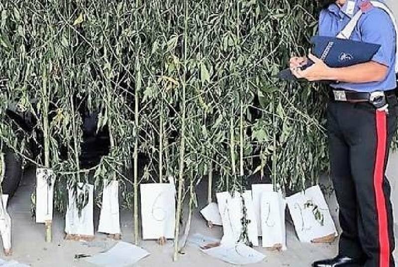 Insospettabile coltivatore di marijuana