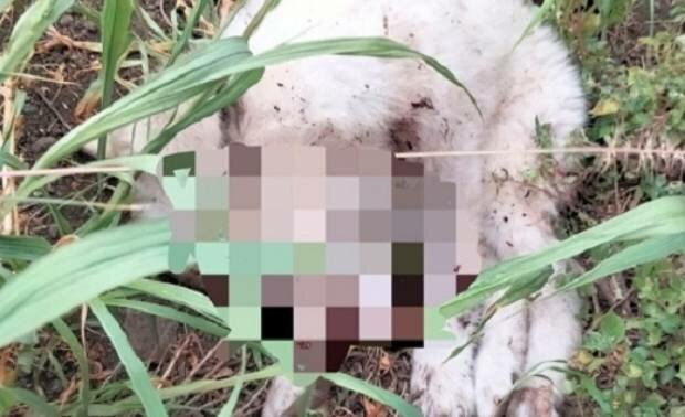 Randagio ucciso la notte del 31: 'Gli hanno sparato'