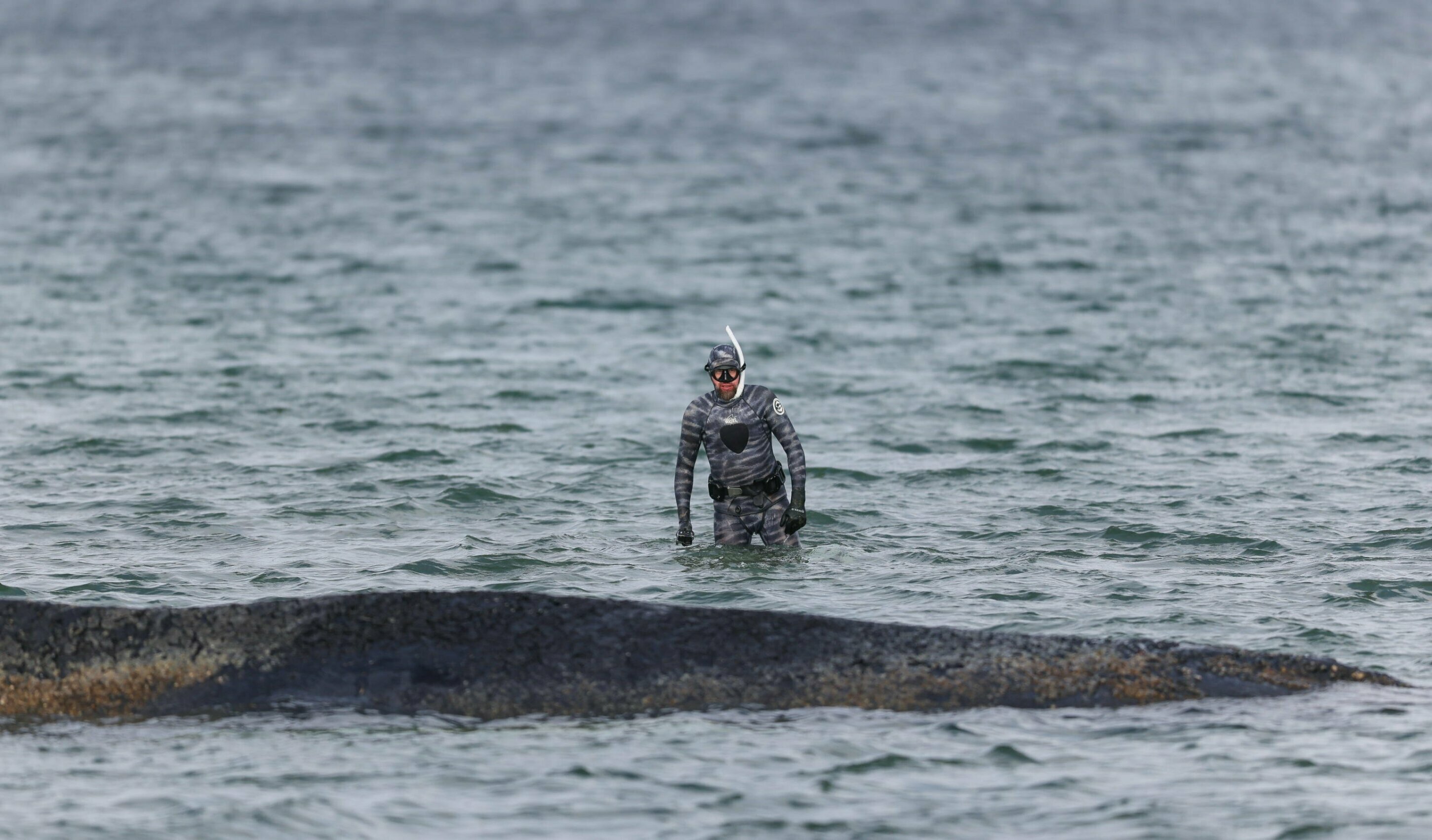 Balena incagliata, nuovo tentativo di salvataggio