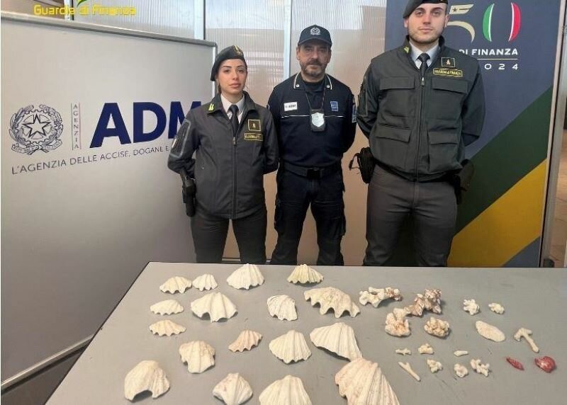 Valigie piene di coralli al rientro dall'estero