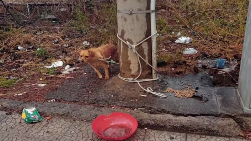 Adrano, cane legato a un palo e abbandonato