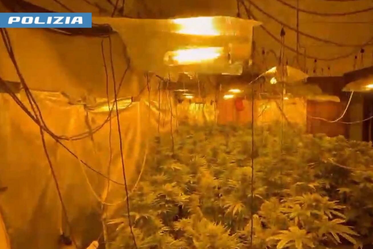 Nella villa 300 piante di marijuana: arrestato
