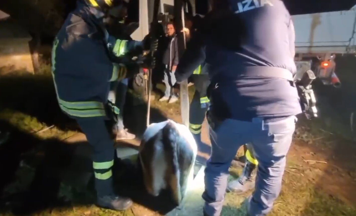 Vitello incastrato in una vasca: video del salvataggio