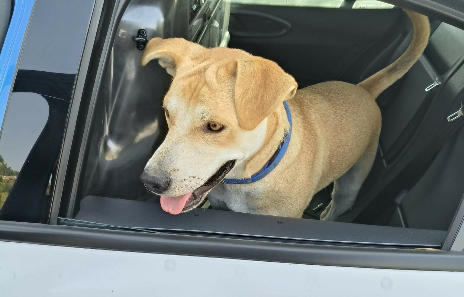 Vaga sulla statale, Teo salvato dai poliziotti