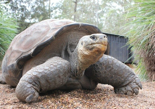 La triste fine della testuggine: mangia plastica e muore