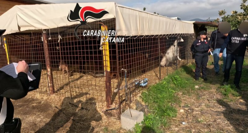 Il centro equestre di Bronte &egrave; un disastro