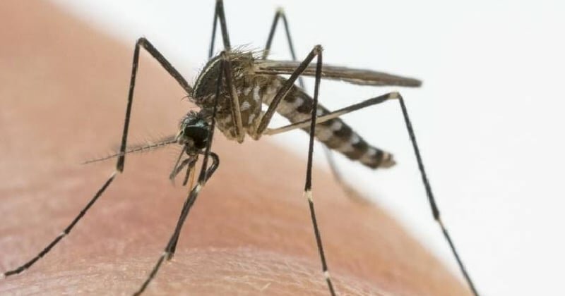 Virus del Nilo in 3 province: una &egrave; Catania