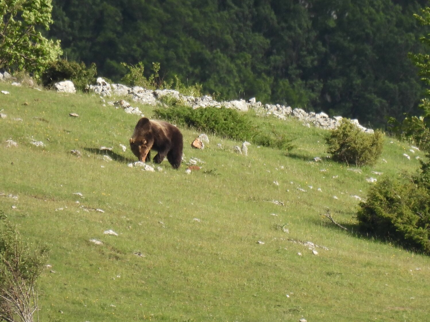 orso marsicano
