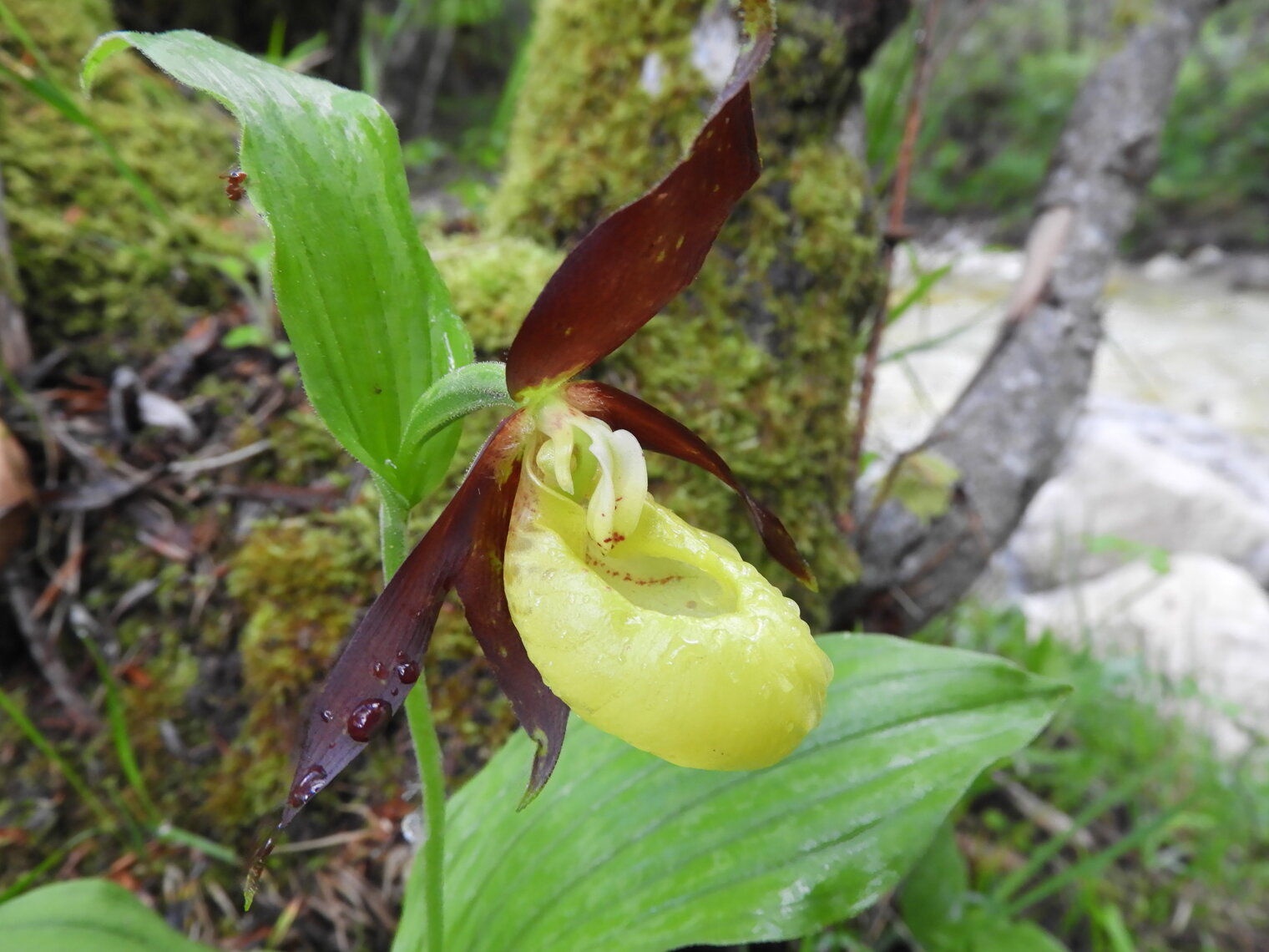 scarpetta di venere scarpetta di venere