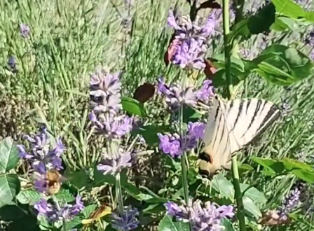 Il ritmo della natura