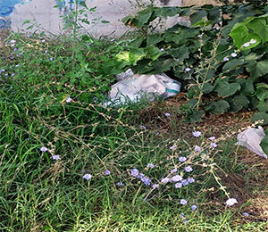 West Nile - Campania: appello a disinfestare a istituzioni Giugliano!