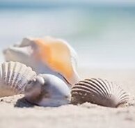 SPEZIERIA - ARIMOROSSO