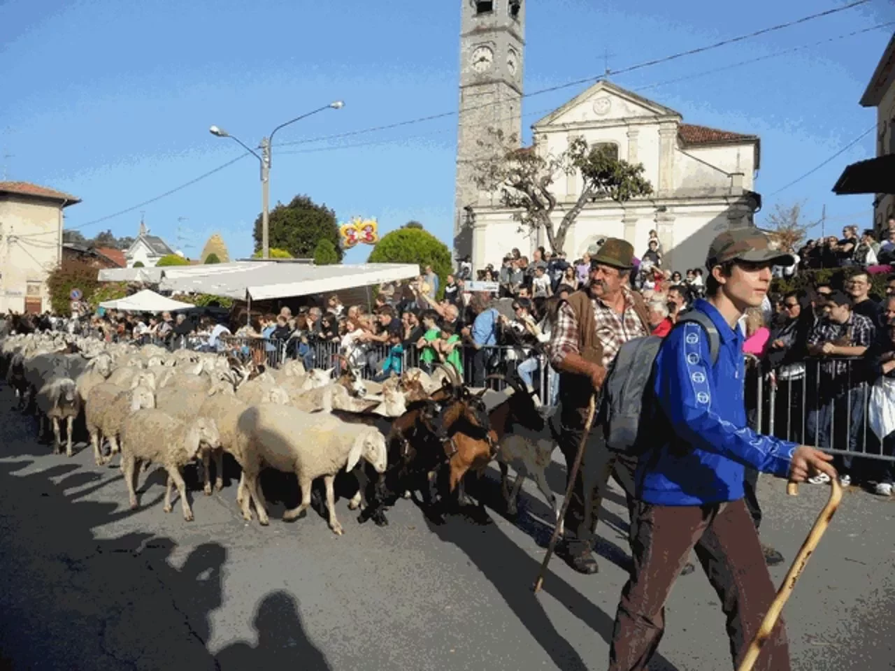 Transumanza a Nebbiuno: storia e tradizioni del Vergante