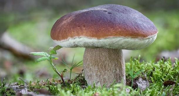 Funghi nel VCO: specie e zone dove trovarli