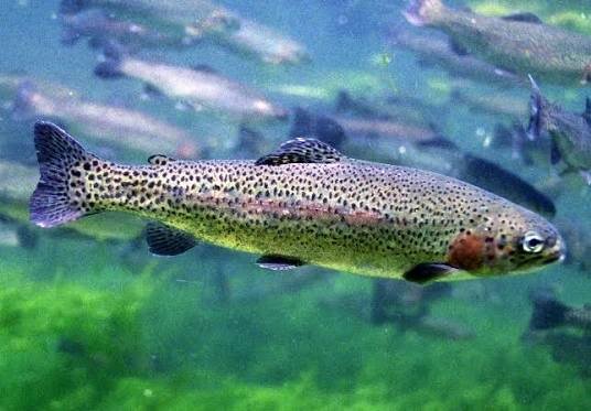 I pesci del Lago Maggiore: specie, curiosità e biodiversità del Verbano I pesci del Lago Maggiore: specie, curiosità e biodiversità del Verbano
