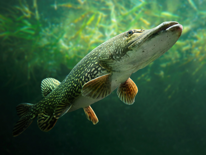 I pesci del Lago d’Orta: specie, storia e biodiversità del Cusio I pesci del Lago d’Orta: specie, storia e biodiversità del Cusio