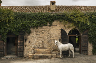 eyJmciI6IkNoZXZhbCBibGFuYyBkZXZhbnQgdW5lIHZpZWlsbGUgYiYjeEUyO3Rpc3NlIGVuIHBpZXJyZSBhdmVjIGRlcyBwb3J0ZXMgZW4gYm9pcyBldCBkZSBsYSB2ZXJkdXJlIn0=