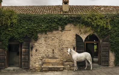 eyJmciI6IkNoZXZhbCBibGFuYyBkZXZhbnQgdW5lIGFuY2llbm5lIGImI3hFMjt0aXNzZSBlbiBwaWVycmUgYXZlYyB2ZXJkdXJlLiJ9