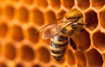 apicoltura