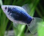 xiphophorus-mac-tuxedo-blu