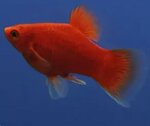 xiphophorus-mac-koral-red