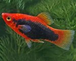 xiphophorus-mac-tuxedo-red