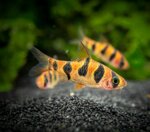 barbodes-rombhoocellatus