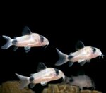 corydoras-panda