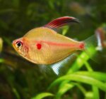 hyphessobrycon-erytrostigma