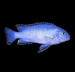 pseudotropheus-socolofi