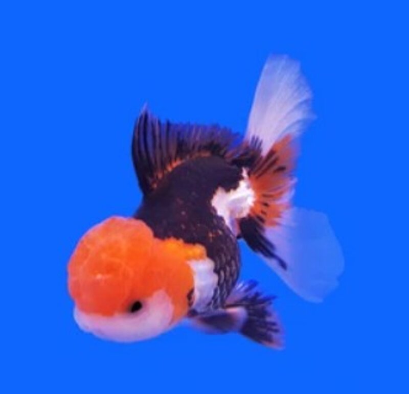 oranda-tricolor