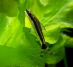 otocinclus-affinis