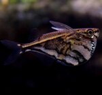 carnegiella-strigata