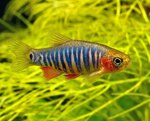 danio-erythromicron