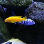 pseudotropheus-saulosi