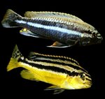 melanochromis-auratus