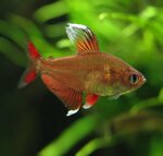 hypessobrycon-rosaceus-white-fin