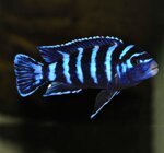 pseudotropheus-demasoni