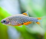 danio-margaritatus-galaxy