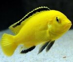 labidochromis-coeruleus