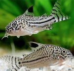 corydoras-julii